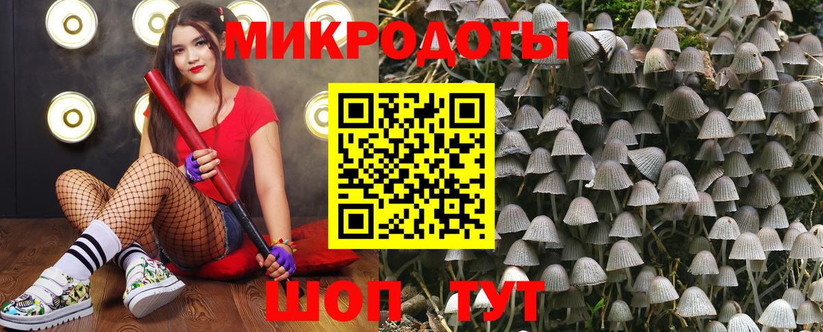 Галлюциногенные грибы Psilocybe Георгиевск